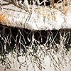 (detail) Gardenscape: Root Systems