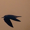 Birds in flight