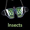 Insects