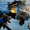 Tiger Diver 1