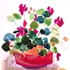 Cyclamen with Pink