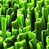 Monoculture
