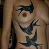 swallows