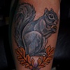 squirrel