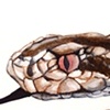 MOLDAVIAN MEADOW VIPER
