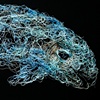 VAQUITA
