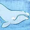NORTH ATLANTIC RIGHT WHALE
