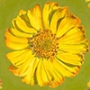 LAKESIDE DAISY