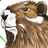 VANCOUVER ISLAND MARMOT