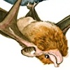 SEYCHELLES SHEATH-TAILED BAT