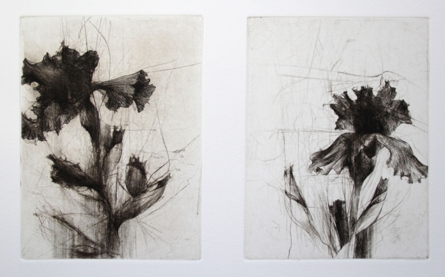 Middlebury Irises