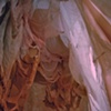 Detritus (Opulence)