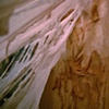 Detritus (Opulence)