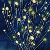 roman candle