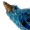 Blue wren series