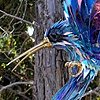 Hummingbird 9