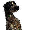Meerkat