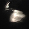 The Pond/Moonlight (2010)