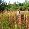 Flagging/Fireweed