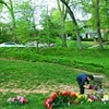 Mourning Cart II