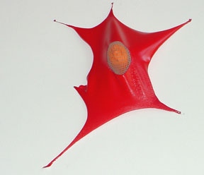 detail Glands and Soft Parts