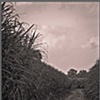 Sugarcane Fields