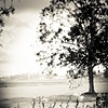 Louisiana Landscape