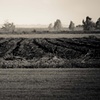 Sugar Cane Harvest