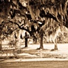 Live Oaks