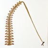 Mouse Traps & Other Curious Objects
