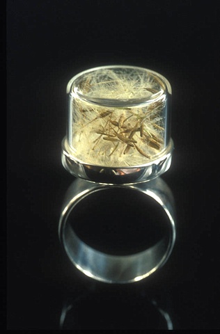 Smulovitz Herbarium Specimen Rings Taraxacum officinale