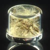 Herbarium Specimen Rings