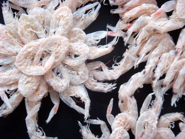 Shrimplace I (detail)