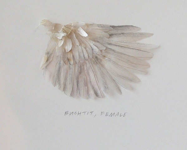 Wing Study- Bushtit (detail)