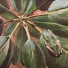 Green Frog