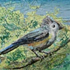 Tufted Titmouse