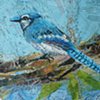 Jay Bird