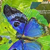 Butterfly Blue Metal Mark