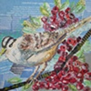 White Crowned Sparrow with Berries