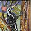 Piliated Woodpecker
