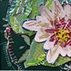 waterlily peach
