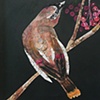 Cedar Waxwing