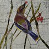Cedar Waxwing with Orange Berries