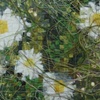 slippage 1 (botanica)