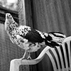 Polkadot, Resident of United 
Poultry Concerns

