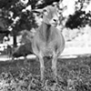 Hannah, Resident of Kindred
Spirits Sanctuary