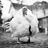 Amelia, Resident of United
Poultry Concerns