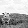 Meg, Resident of Farm Sanctuary