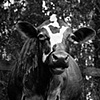 Agatha, Resident of Kindred Spirits 
Animal Sanctuary