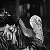 Victor, Resident of Poplar
Springs Sanctuary